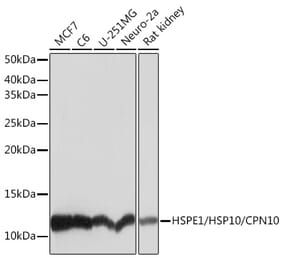 Western Blot - Anti-EPF Antibody [ARC1411] (A306116) - Antibodies.com