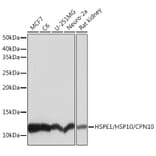 Western Blot - Anti-EPF Antibody [ARC1411] (A306116) - Antibodies.com