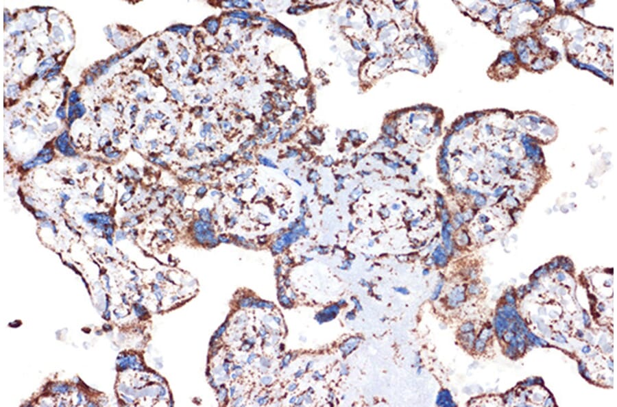 Immunohistochemistry - Anti-EPF Antibody [ARC1411] (A306116) - Antibodies.com