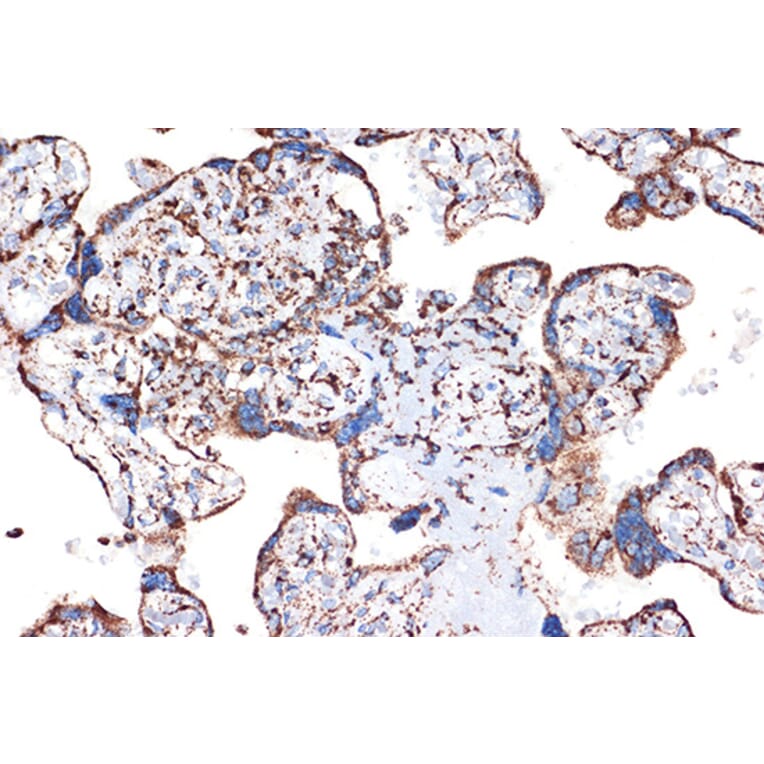 Immunohistochemistry - Anti-EPF Antibody [ARC1411] (A306116) - Antibodies.com