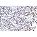 Immunohistochemistry - Anti-EPF Antibody [ARC1411] (A306116) - Antibodies.com