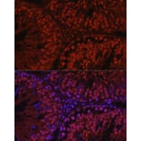 Immunofluorescence - Anti-Spo16 Antibody (A306119) - Antibodies.com