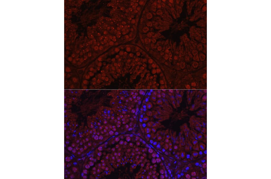 Immunofluorescence - Anti-Spo16 Antibody (A306119) - Antibodies.com