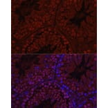 Immunofluorescence - Anti-Spo16 Antibody (A306119) - Antibodies.com