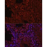 Immunofluorescence - Anti-Spo16 Antibody (A306119) - Antibodies.com