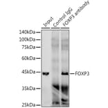 Western Blot - Anti-FOXP3 Antibody [ARC1159] (A306124) - Antibodies.com