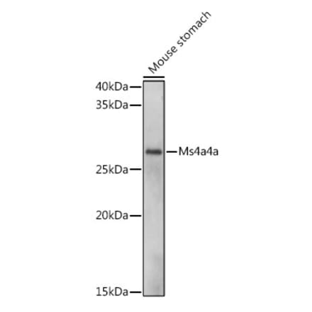 Western Blot - Anti-MS4A4A Antibody (A306126) - Antibodies.com