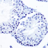 Immunohistochemistry - Anti-SMC1A (phospho Ser957) Antibody [ARC1606] (A306127) - Antibodies.com