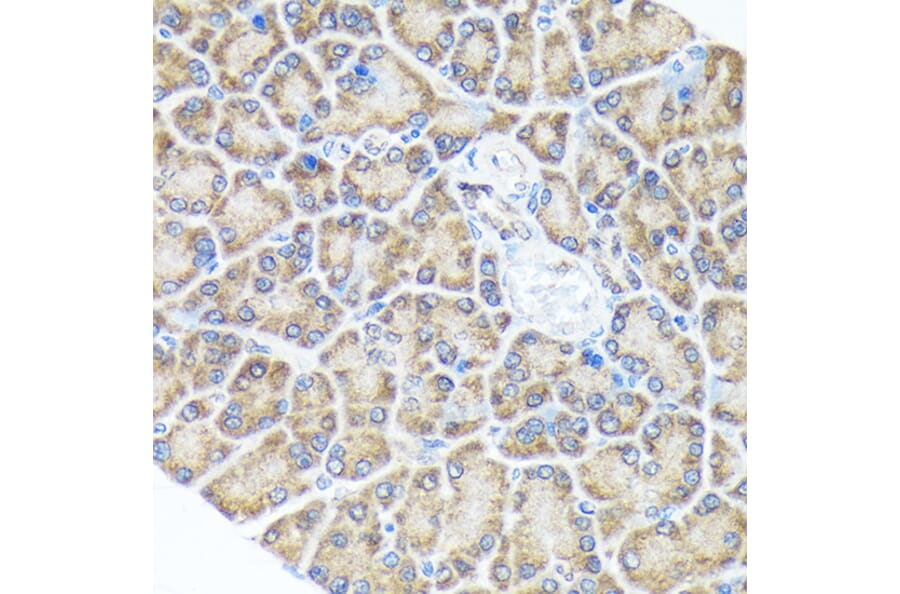 Immunohistochemistry - Anti-Spry-2 Antibody [ARC1753] (A306129) - Antibodies.com
