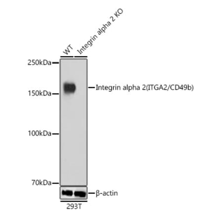 Western Blot - Anti-Integrin alpha 2 Antibody [ARC0457] (A306130) - Antibodies.com