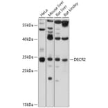 Western Blot - Anti-DECR2/PDCR Antibody (A306131) - Antibodies.com