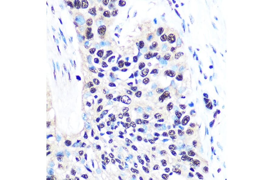 Immunohistochemistry - Anti-nmt55/p54nrb Antibody [ARC0836] (A306132) - Antibodies.com