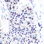 Immunohistochemistry - Anti-nmt55/p54nrb Antibody [ARC0836] (A306132) - Antibodies.com