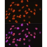 Immunofluorescence - Anti-nmt55/p54nrb Antibody [ARC0836] (A306132) - Antibodies.com