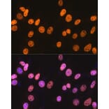 Immunofluorescence - Anti-nmt55/p54nrb Antibody [ARC0836] (A306132) - Antibodies.com