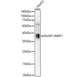 Western Blot - Anti-MKP-1 Antibody [ARC56245] (A306135) - Antibodies.com