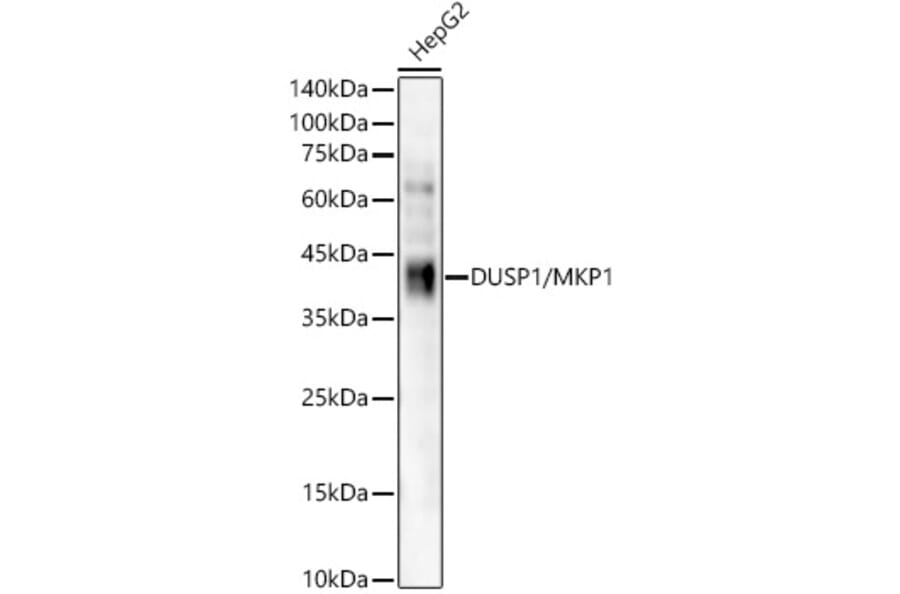 Western Blot - Anti-MKP-1 Antibody [ARC56245] (A306135) - Antibodies.com