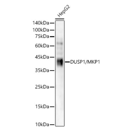 Western Blot - Anti-MKP-1 Antibody [ARC56245] (A306135) - Antibodies.com