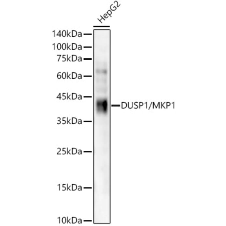 Western Blot - Anti-MKP-1 Antibody [ARC56245] (A306135) - Antibodies.com