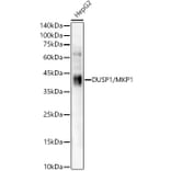 Western Blot - Anti-MKP-1 Antibody [ARC56245] (A306135) - Antibodies.com