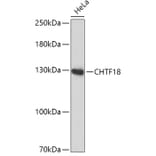 Western Blot - Anti-CTF18 Antibody (A306138) - Antibodies.com
