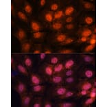 Immunofluorescence - Anti-CTF18 Antibody (A306138) - Antibodies.com