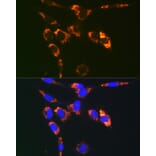Immunofluorescence - Anti-SYBL1/VAMP-7 Antibody (A306141) - Antibodies.com