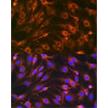 Immunofluorescence - Anti-SYBL1/VAMP-7 Antibody (A306141) - Antibodies.com