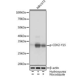 Western Blot - Anti-CDK2 (phospho Tyr15) Antibody [ARC1550] (A306143) - Antibodies.com