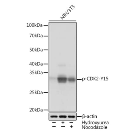 Western Blot - Anti-CDK2 (phospho Tyr15) Antibody [ARC1550] (A306143) - Antibodies.com