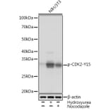 Western Blot - Anti-CDK2 (phospho Tyr15) Antibody [ARC1550] (A306143) - Antibodies.com