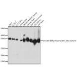 Western Blot - Anti-PDHB Antibody [ARC1074] (A306144) - Antibodies.com