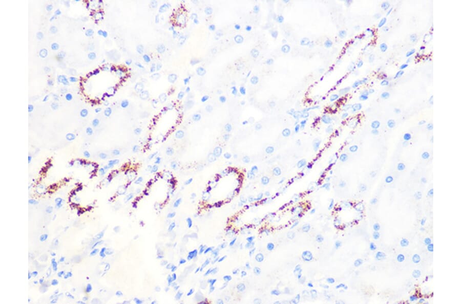 Immunohistochemistry - Anti-PDHB Antibody [ARC1074] (A306144) - Antibodies.com