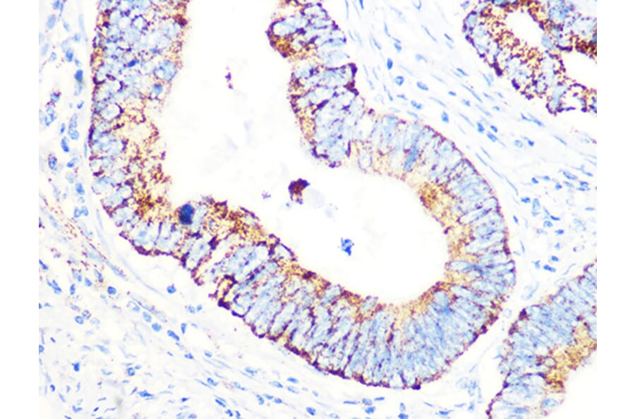 Immunohistochemistry - Anti-PDHB Antibody [ARC1074] (A306144) - Antibodies.com