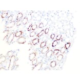 Immunohistochemistry - Anti-PDHB Antibody [ARC1074] (A306144) - Antibodies.com