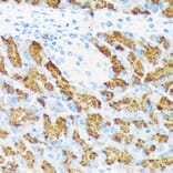 Immunohistochemistry - Anti-CTRL Antibody [ARC2218] (A306145) - Antibodies.com