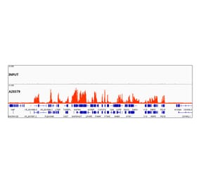 Chromatin Immunoprecipitation - Anti-Histone H3 (tri methyl Lys36) Antibody (A306148) - Antibodies.com