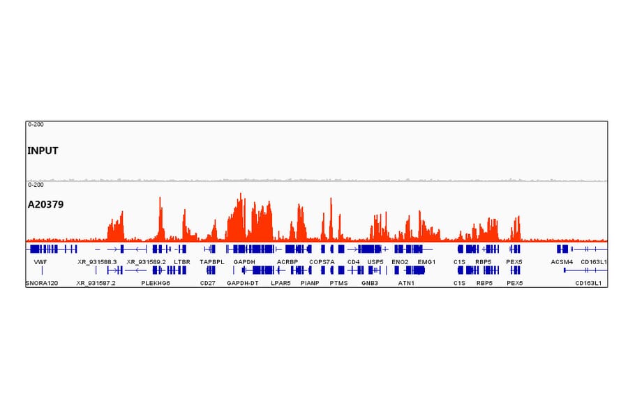 Chromatin Immunoprecipitation - Anti-Histone H3 (tri methyl Lys36) Antibody [ARC50050] (A306148) - Antibodies.com