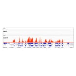Chromatin Immunoprecipitation - Anti-Histone H3 (tri methyl Lys36) Antibody [ARC50050] (A306148) - Antibodies.com