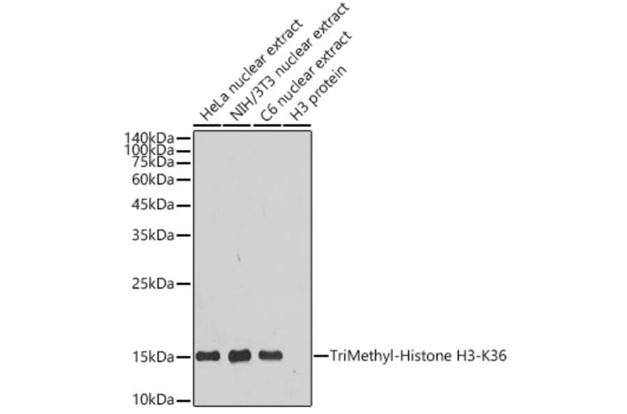Western Blot - Anti-Histone H3 (tri methyl Lys36) Antibody [ARC50050] (A306148) - Antibodies.com