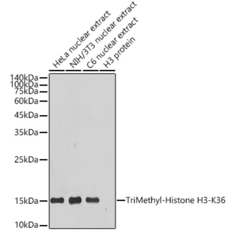 Western Blot - Anti-Histone H3 (tri methyl Lys36) Antibody [ARC50050] (A306148) - Antibodies.com