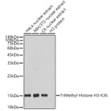 Western Blot - Anti-Histone H3 (tri methyl Lys36) Antibody [ARC50050] (A306148) - Antibodies.com