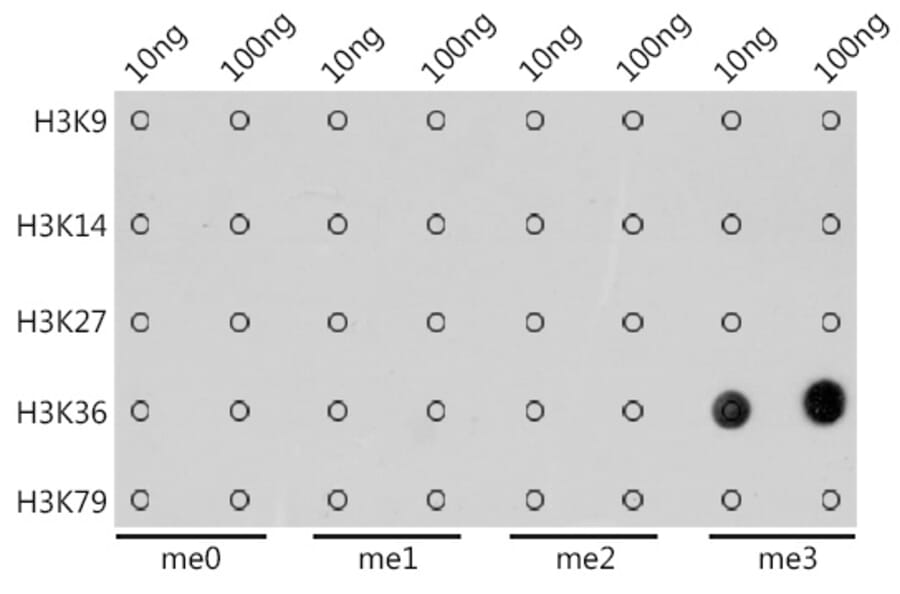 Dot Blot - Anti-Histone H3 (tri methyl Lys36) Antibody [ARC50050] (A306148) - Antibodies.com