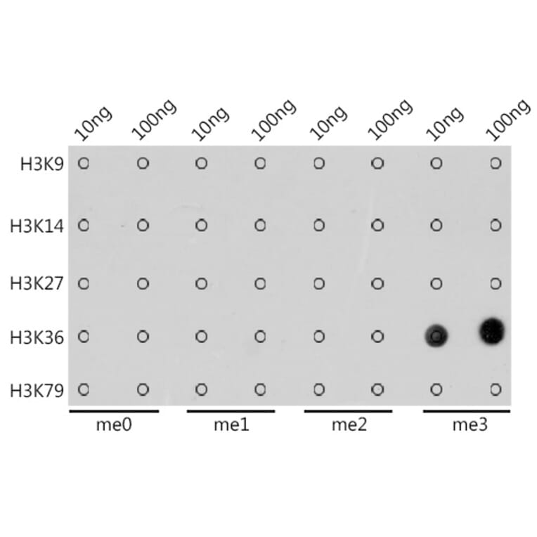 Dot Blot - Anti-Histone H3 (tri methyl Lys36) Antibody [ARC50050] (A306148) - Antibodies.com