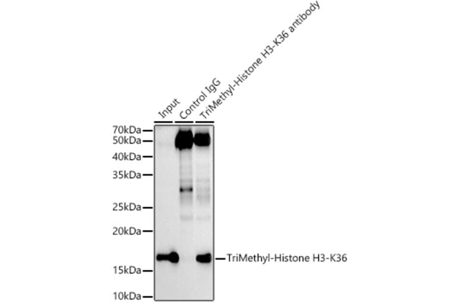 Western Blot - Anti-Histone H3 (tri methyl Lys36) Antibody [ARC50050] (A306148) - Antibodies.com