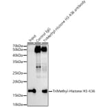 Western Blot - Anti-Histone H3 (tri methyl Lys36) Antibody [ARC50050] (A306148) - Antibodies.com
