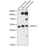 Western Blot - Anti-MRPL37 Antibody (A306149) - Antibodies.com