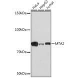 Western Blot - Anti-MTA2/PID Antibody [ARC1056] (A306152) - Antibodies.com