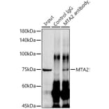 Western Blot - Anti-MTA2/PID Antibody [ARC1056] (A306152) - Antibodies.com