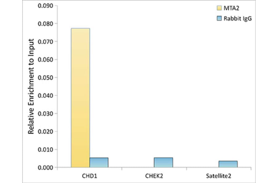 Chromatin Immunoprecipitation - Anti-MTA2/PID Antibody (A306152) - Antibodies.com